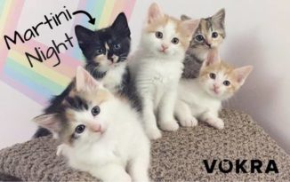 VOKRA’s Martini Night Fundraiser June 1, 2017