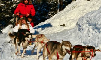 Dogsledding In Whistler