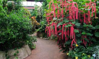 Victoria Butterfly Gardens